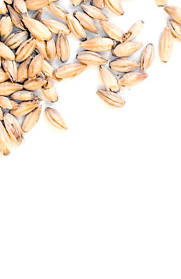 Słód do destylacji - Premium pot still malt - 3-5 EBC Crisp 5 kg