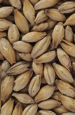 Heavily Peated Malt (Whisky) 3-5 EBC 50 ppm Crisp 1 kg