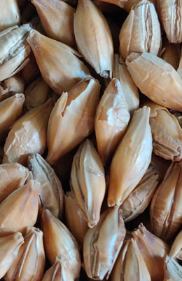 Chit Malt 2,4-6 EBC Crisp 1 kg