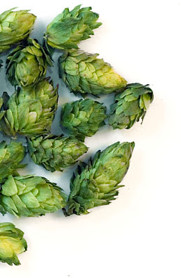 Lubelski PL 2026 - 100 g szyszki 3,5% aa